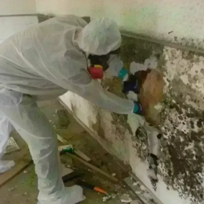 Mold Remediation and Removal in Covington, OH